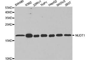 Western blot analysis of extracts of various cell lines, using NUDT1 antibody. (NUDT1 anticorps)