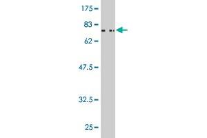 Western Blot detection against Immunogen (71.