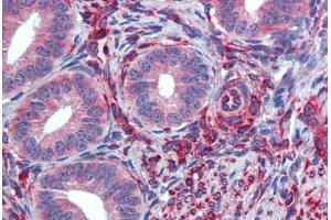 Human Uterus (formalin-fixed, paraffin-embedded) stained with SERPINH1 antibody ABIN462363 followed by biotinylated anti-mouse IgG secondary antibody ABIN481714, alkaline phosphatase-streptavidin and chromogen. (SERPINH1 anticorps)