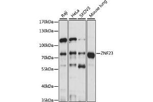 Western blot analysis of extracts of various cell lines, using ZNF23 antibody (ABIN7271469) at 1:1000 dilution. (ZNF23 anticorps  (AA 1-220))