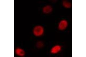 ABIN6274501 staining RAW264. (BHLHE41 anticorps  (N-Term))