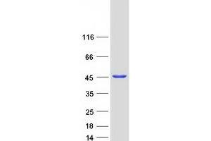 Validation with Western Blot