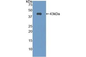 Detection of Recombinant CNP, Mouse using Polyclonal Antibody to C-Type Natriuretic Peptide (CNP) (NPPC anticorps  (AA 30-126))