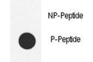 Dot blot analysis of phospho-Src antibody.
