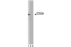 Western blot analysis of NCK on HeLa lysate. (NCK1 anticorps  (AA 279-377))