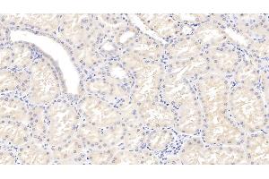 Detection of OPN in Porcine Kidney Tissue using Polyclonal Antibody to Osteopontin (OPN)