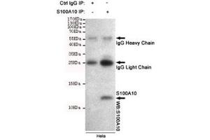 Immunoprecipitation of S100A10 from HeLa cell lysate, and subsequent western blot testing, using S100A10 antibody. (S100A10 anticorps)