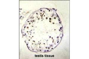 C19orf51 Antibody (Center) (ABIN6244201 and ABIN6577320) immunohistochemistry analysis in formalin fixed and paraffin embedded human testis tissue followed by peroxidase conjugation of the secondary antibody and DAB staining.