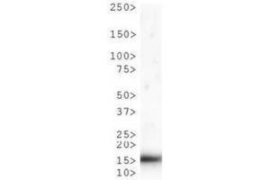 Western Blot of Rabbit Anti-Histone H3 [Monomethyl Lys9, p Thr6] Antibody.