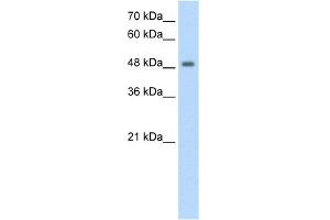 WB Suggested Anti-FBXL7 Antibody Titration:  1. (FBXL7 anticorps  (N-Term))