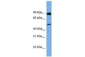 FAM160B1 antibody used at 1 ug/ml to detect target protein. (FAM160B1 anticorps  (N-Term))