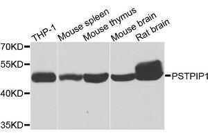 Western blot analysis of extracts of various cells, using PSTPIP1 antibody. (PSTPIP1 anticorps)