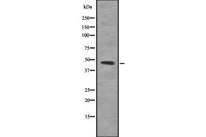 Western blot analysis of PBX3 using K562 whole cell lysates