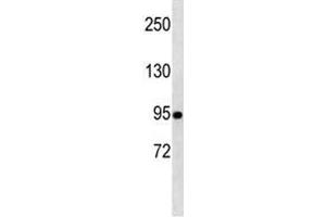 TLE1 antibody western blot analysis in A549 lysate.