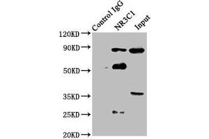 Immunoprecipitating NR3C1 in Hela whole cell lysate Lane 1: Rabbit control IgG instead of ABIN7153886 in Hela whole cell lysate. (Glucocorticoid Receptor anticorps  (AA 1-190))