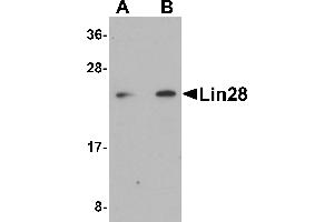 Western Blotting (WB) image for anti-Lin-28 Homolog A (C. Elegans) (LIN28A) (C-Term) antibody (ABIN1030484) (LIN28A anticorps  (C-Term))
