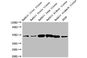 Western Blot Positive WB detected in: Rabbit liver tissue, Rabbit brain tissue, Rabbit lung tissue, Rabbit kidney tissue, Rabbit stomach tissue, A549 whole cell lysate All lanes: ACTB antibody at 1:5000 Secondary Goat polyclonal to mouse IgG at 1/50000 dilution Predicted band size: 42 KDa Observed band size: 42 KDa Exposure time: 5 min (beta Actin anticorps  (AA 1-50))