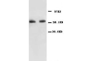 Anti-NF-kB p65 antibody, Western blotting All lanes: Anti NF-kB p65  at 0. (NF-kB p65 anticorps  (N-Term))