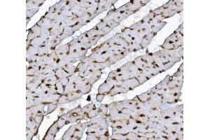 IHC analysis of XRCC4 using anti-XRCC4 antibody (ABIN7599055).