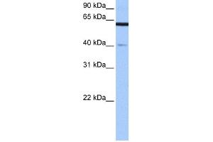 WB Suggested Anti-APPBP2 Antibody Titration: 0. (APPBP2 anticorps  (Middle Region))