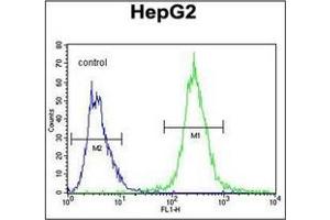 Flow cytometric analysis of HepG2 cells using PALB2 Antibody (Center) Cat. (PALB2 anticorps  (Middle Region))