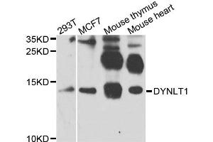 Western blot analysis of extracts of various cell lines, using DYNLT1 antibody (ABIN5972286) at 1/1000 dilution. (DYNLT1 anticorps)