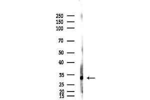 Western blot analysis of lysates from Raji cells(heat-shock,45 min treatment), using SGTA Antibody at 1/1000 dilution.