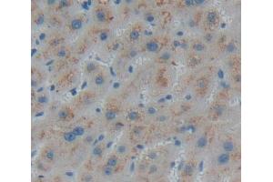 Used in DAB staining on fromalin fixed paraffin- embedded liver tissue