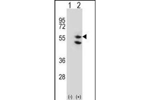 Western blot analysis of TUFM (arrow) using rabbit polyclonal TUFM Antibody (C-term) (ABIN656840 and ABIN2846048). (TUFM anticorps  (C-Term))