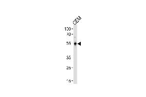 KLF5 Antibody (C-term) (ABIN391515 and ABIN2841476) western blot analysis in CEM cell line lysates (35 μg/lane). (KLF5 anticorps  (C-Term))
