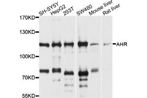 Western blot analysis of extracts of various cell lines, using AHR antibody (ABIN5970677) at 1/1000 dilution. (Aryl Hydrocarbon Receptor anticorps)