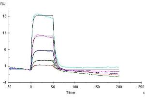 Human IL-2 R beta, His Tag captured on CM5 Chip via Anti-His Antibody can bind Human IL-2, No Tag with an affinity constant of 0. (IL-2 Protein (AA 21-153))