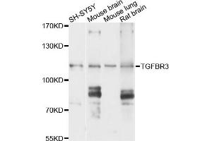 Western blot analysis of extracts of various cells, using TGFBR3 antibody. (TGFBR3 anticorps)