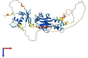 AlphaFold protein structure predicition of Human Recombinant IRF6 Protein, UniprotID O14896