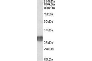 AP23722PU-N LAIR1 antibody staining of Human ymph Node lysate at 2 µg/ml (35µg protein in RIPA buffer). (LAIR1 anticorps  (Internal Region))
