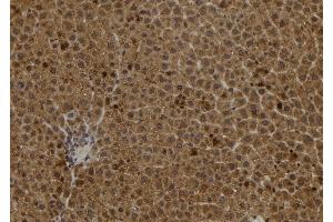ABIN6278237 at 1/100 staining Rat liver tissue by IHC-P.