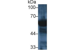 Western Blot; Sample: Human Saliva; Primary Ab: 1µg/ml Rabbit Anti-Mouse AMY2 Antibody Second Ab: 0. (AMY2 anticorps  (AA 22-257))