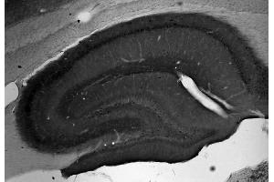 Adult rat hippocampus immunohistochemistry. (MFN2 anticorps  (Cytosolic, N-Term))
