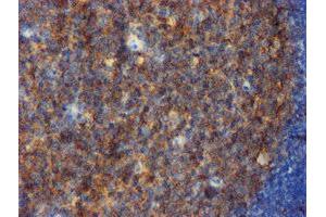 Image no. 3 for anti-CD80 (CD80) antibody (ABIN1497372) (CD80 anticorps)