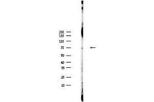 Western blot analysis of lysates from PC12 cells, using TXNDC2 Antibody at 1/1000 dilution.
