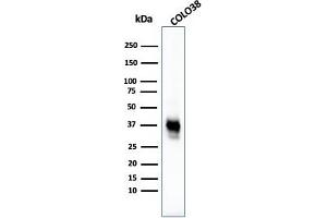 Western Blot Analysis of COLO38 cell lysate using Melanoma Marker MAb (M2-7C10 + M2-9E3 + T311 + HMB45). (Melanoma Marker (MART-1 + Tyrosinase + Gp100) anticorps)