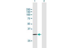 Western Blot analysis of SLC14A1 expression in transfected 293T cell line by SLC14A1 MaxPab polyclonal antibody.