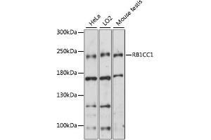 Western blot analysis of extracts of various cell lines, using RB1CC1 antibody (ABIN6292181) at 1:1000 dilution. (FIP200 anticorps)