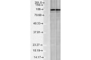 Western blot analysis of Rat Tissue lysates showing detection of Calnexin protein using Rabbit Anti-Calnexin Polyclonal Antibody . (Calnexin anticorps  (C-Term) (Atto 488))