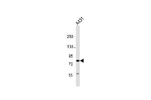 Anti-UHRF1BP1 Antibody (C-Term) at 1:2000 dilution + A431 whole cell lysate Lysates/proteins at 20 μg per lane. (UHRF1BP1 anticorps  (AA 1096-1129))