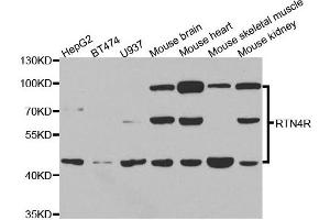 Western blot analysis of extracts of various cell lines, using RTN4R antibody.