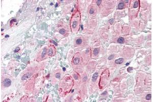 Human Placenta (formalin-fixed, paraffin-embedded) stained with SPP1 antibody ABIN337138 at 5 ug/ml followed by biotinylated anti-goat IgG secondary antibody ABIN481715, alkaline phosphatase-streptavidin and chromogen. (Osteopontin anticorps  (AA 288-299))