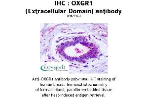 Image no. 2 for anti-Oxoglutarate (Alpha-Ketoglutarate) Receptor 1 (OXGR1) (2nd Extracellular Domain) antibody (ABIN1737720) (OXGR1 anticorps  (2nd Extracellular Domain))