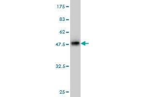 Western Blot detection against Immunogen (36.