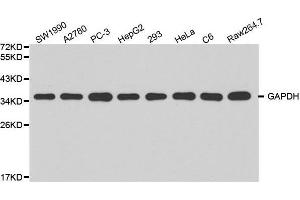 Western blot analysis of extracts of various cell lines, using GAPDH antibody at 1:2000 dilution. (GAPDH anticorps)